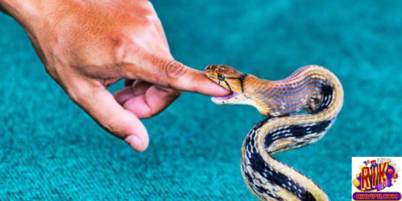 Giới thiệu về mơ thấy rắn cắn